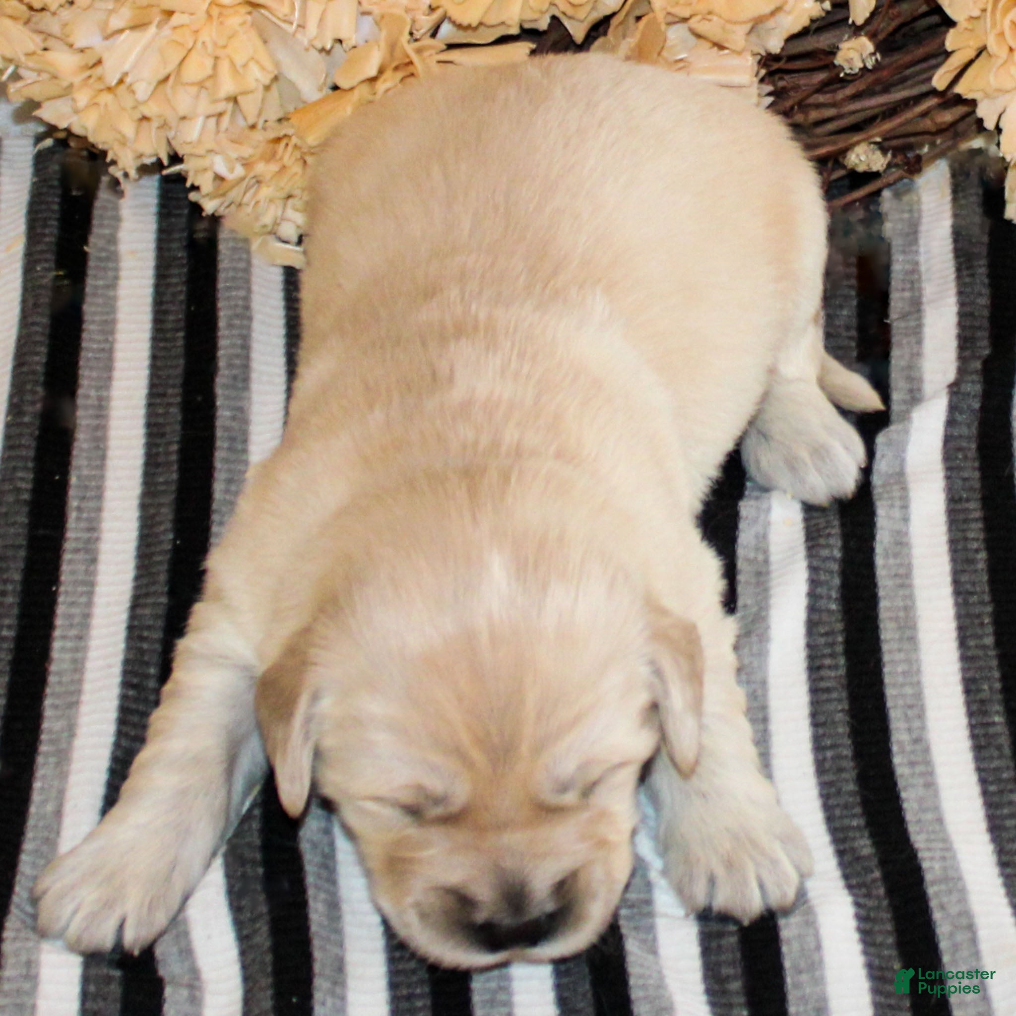 Golden Retriever dogs Mike Golden Retriever Puppy  - Ad 33