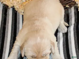 Golden Retriever dogs Mike Golden Retriever Puppy - Ad 33
