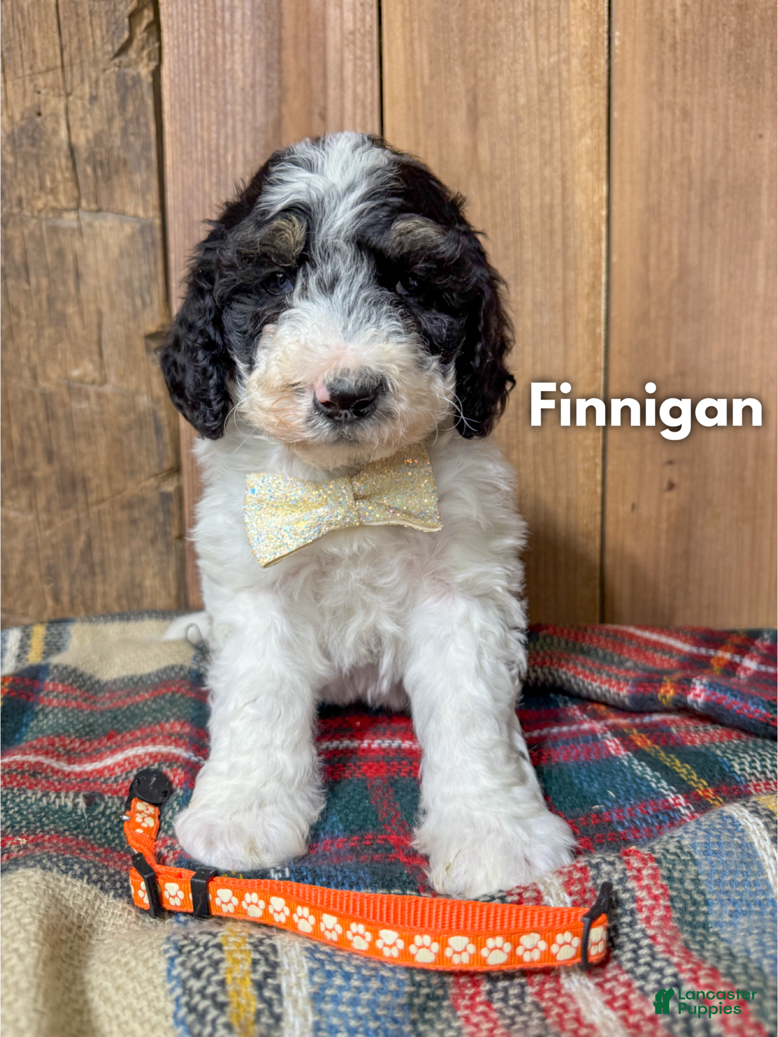 Mixed Breed dogs Finnigan - Ad 2