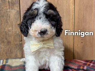 Mixed Breed dogs Finnigan - Ad 39