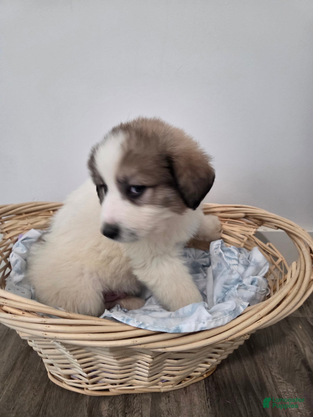 Great Pyrenees dogs for sale: Spot - Ad 9