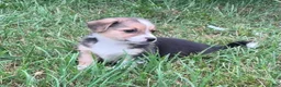 Mixed Breed dogs for sale: Spanky jr - Ad 3