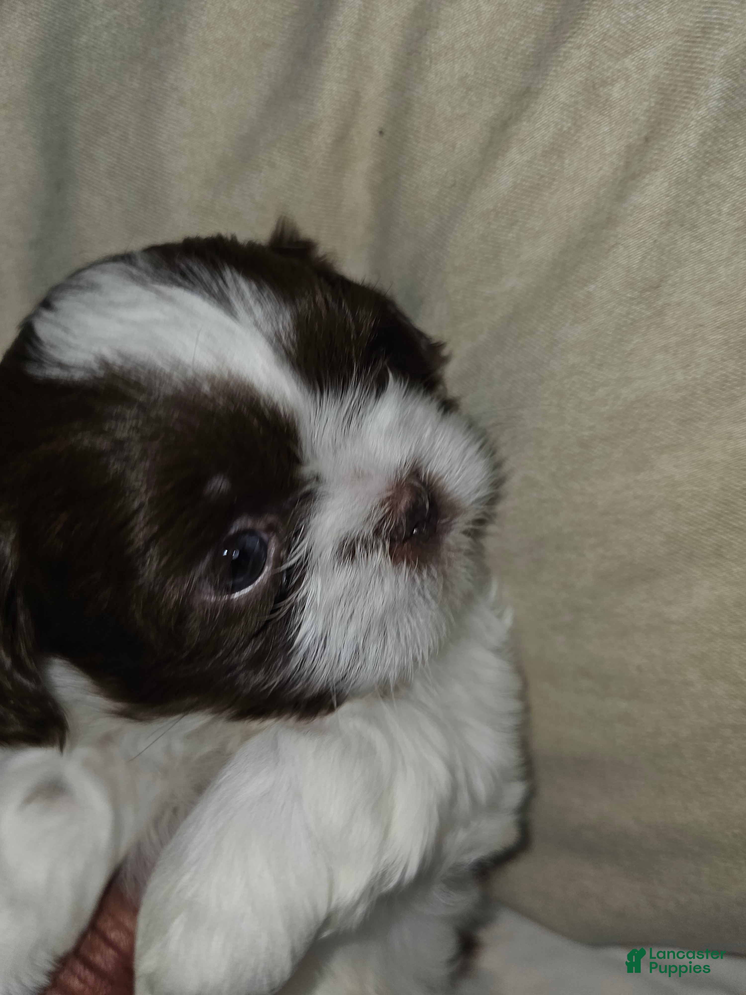 Shih Tzu dogs Bizkit - Ad 16