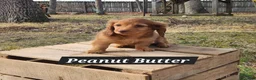Miniature Dachshund dogs for sale: Peanut Butter - Ad 3