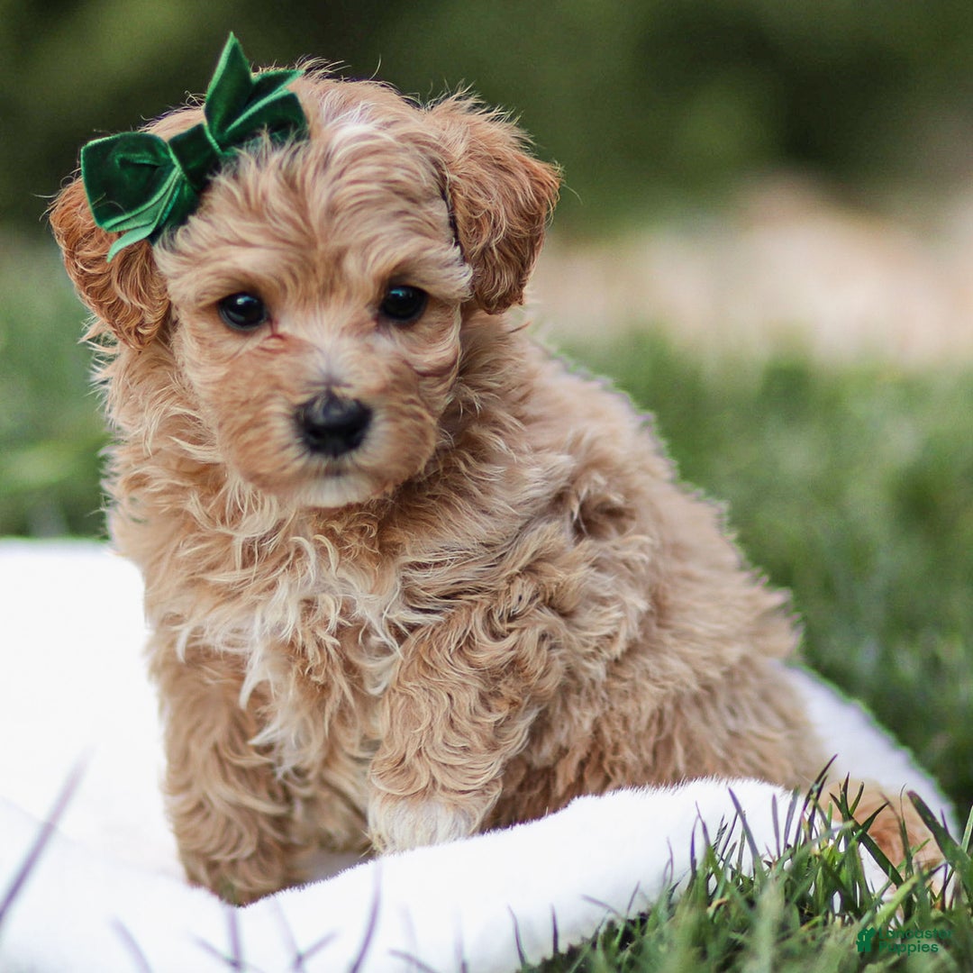 Maltipoo dogs for sale: Truffle - Ad 2