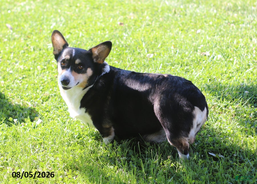 Welsh Corgi Pembroke dogs Cookie - Ad 2