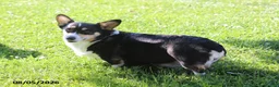 Welsh Corgi Pembroke dogs for sale: Cookie - Ad 2