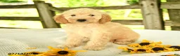 Mini Goldendoodle dogs for sale: Trisha - Ad 9