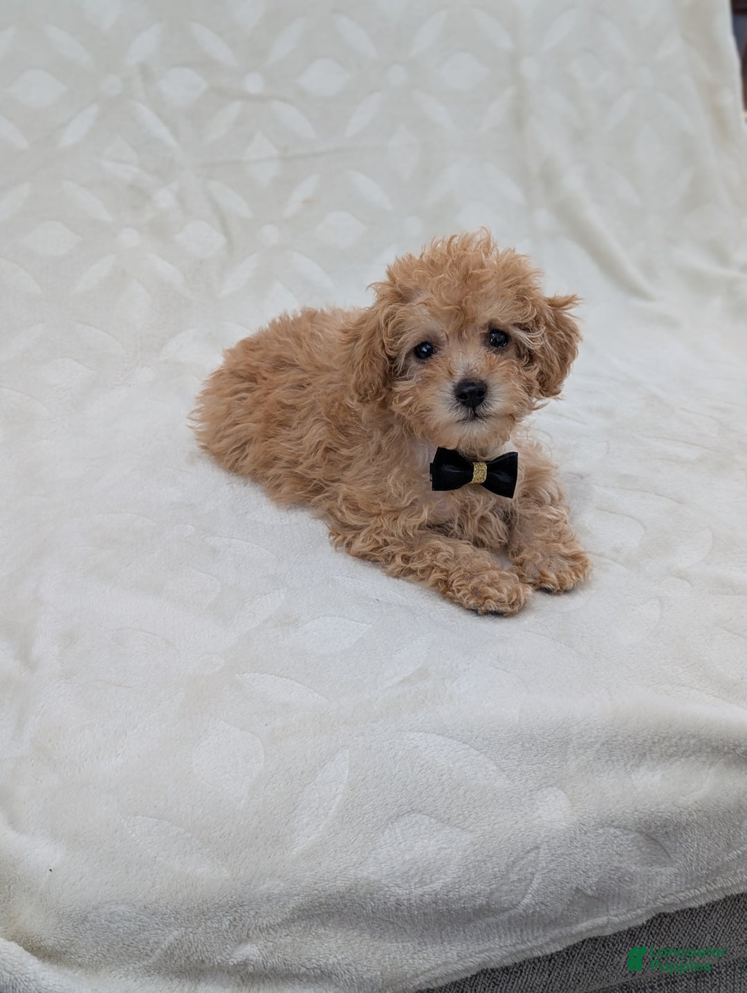 Toy Poodle dogs for sale: Apollo  - Ad 1