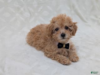 Toy Poodle dogs Apollo - Ad 37