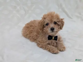 Toy Poodle dogs for sale: Apollo - Ad 1