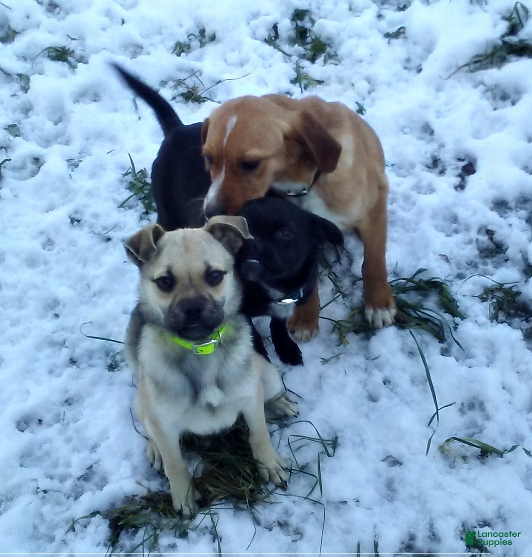 Mixed Breed dogs for sale: Tiny - Ad 32