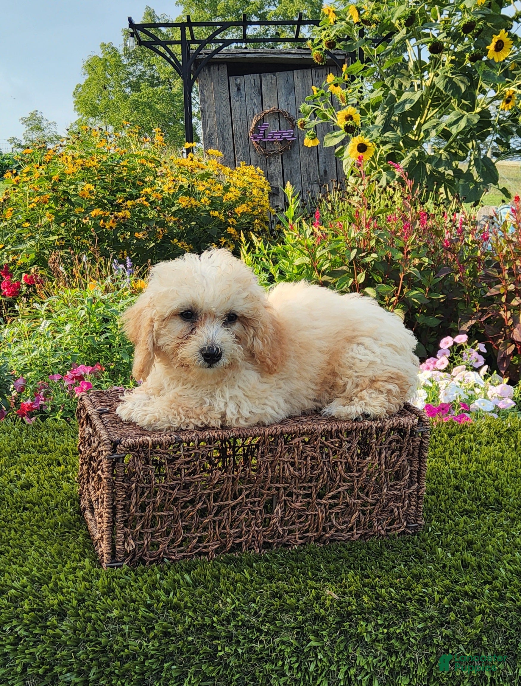 Havapoo dogs Aurora - Ad 2