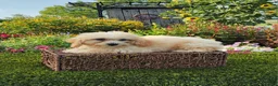 Havapoo dogs for sale: Aurora - Ad 2