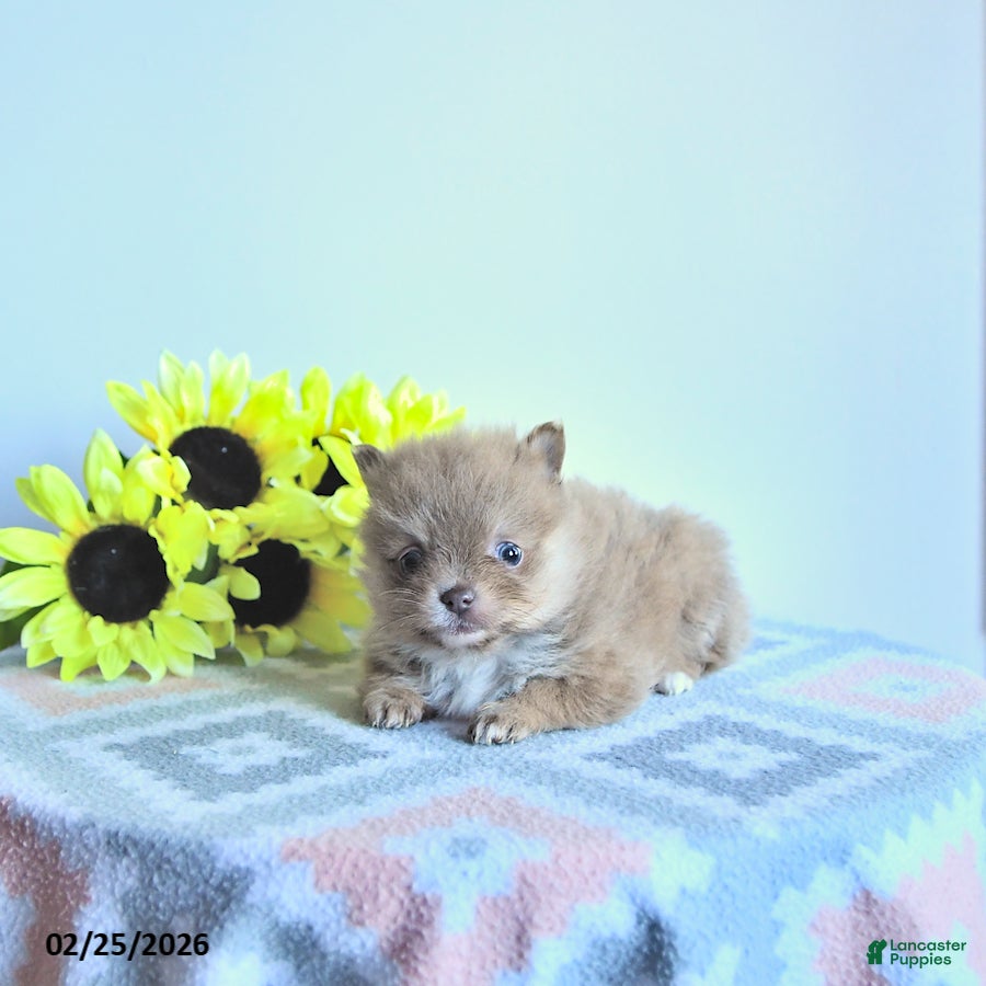 Pomeranian dogs Hazel - Ad 2