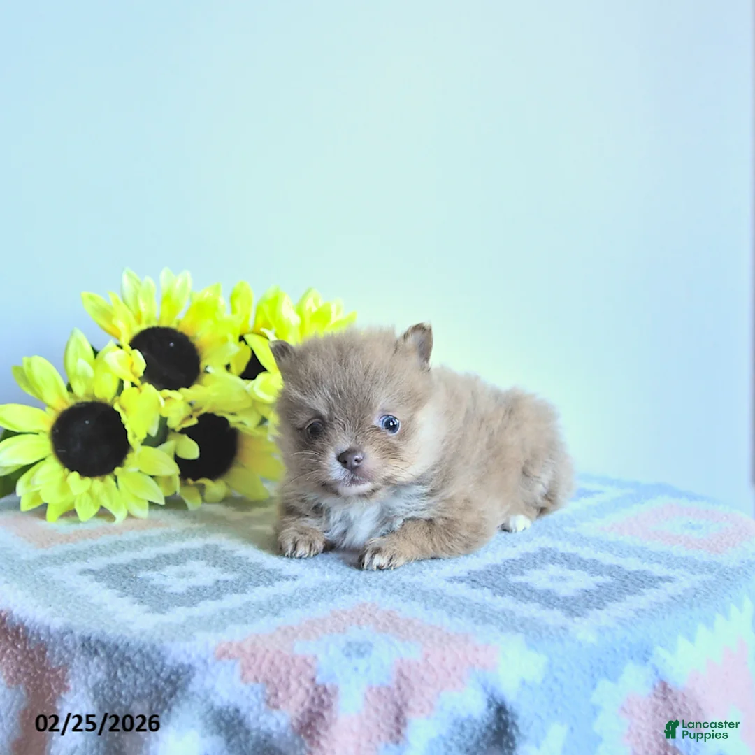Pomeranian dogs for sale: Hazel - Ad 2