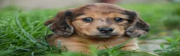 Miniature Dachshund dogs for sale: Ari Miniature Dachshund - Ad 5