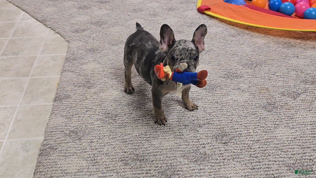 French Bulldog dogs for sale: Remi - Ad 5