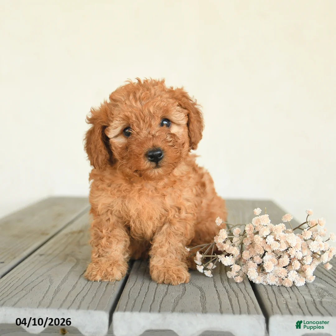 Toy Poodle dogs for sale: Charlie - Ad 5