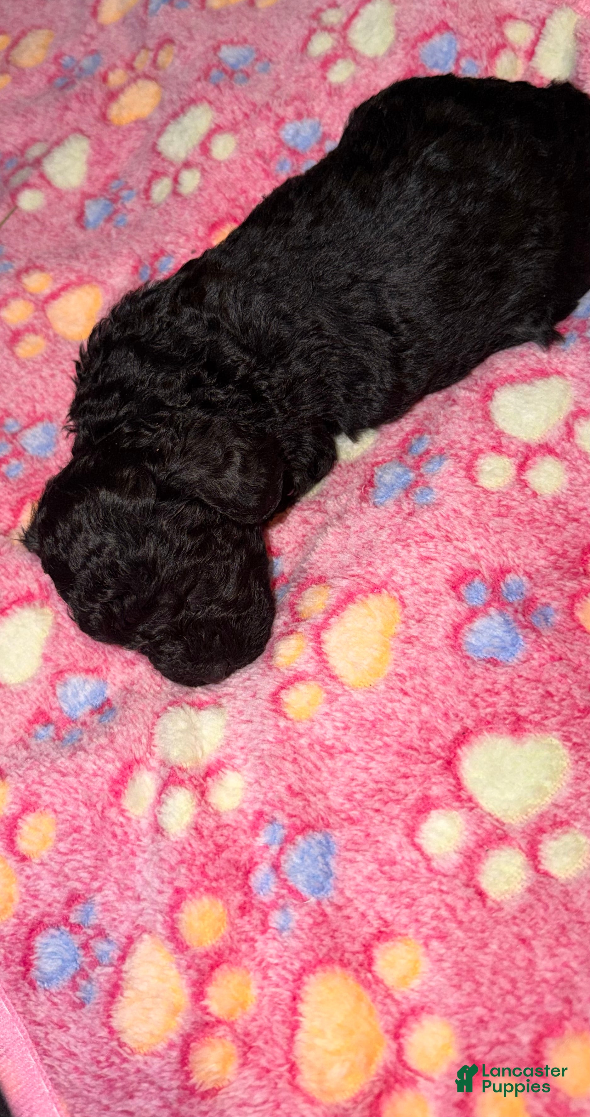 Miniature Poodle dogs Sadie - Ad 3