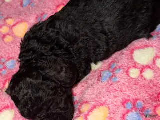 Miniature Poodle dogs Sadie - Ad 3