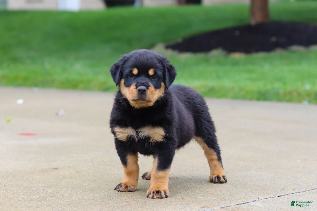 Rottweiler dogs for sale: Dixie - Ad 1