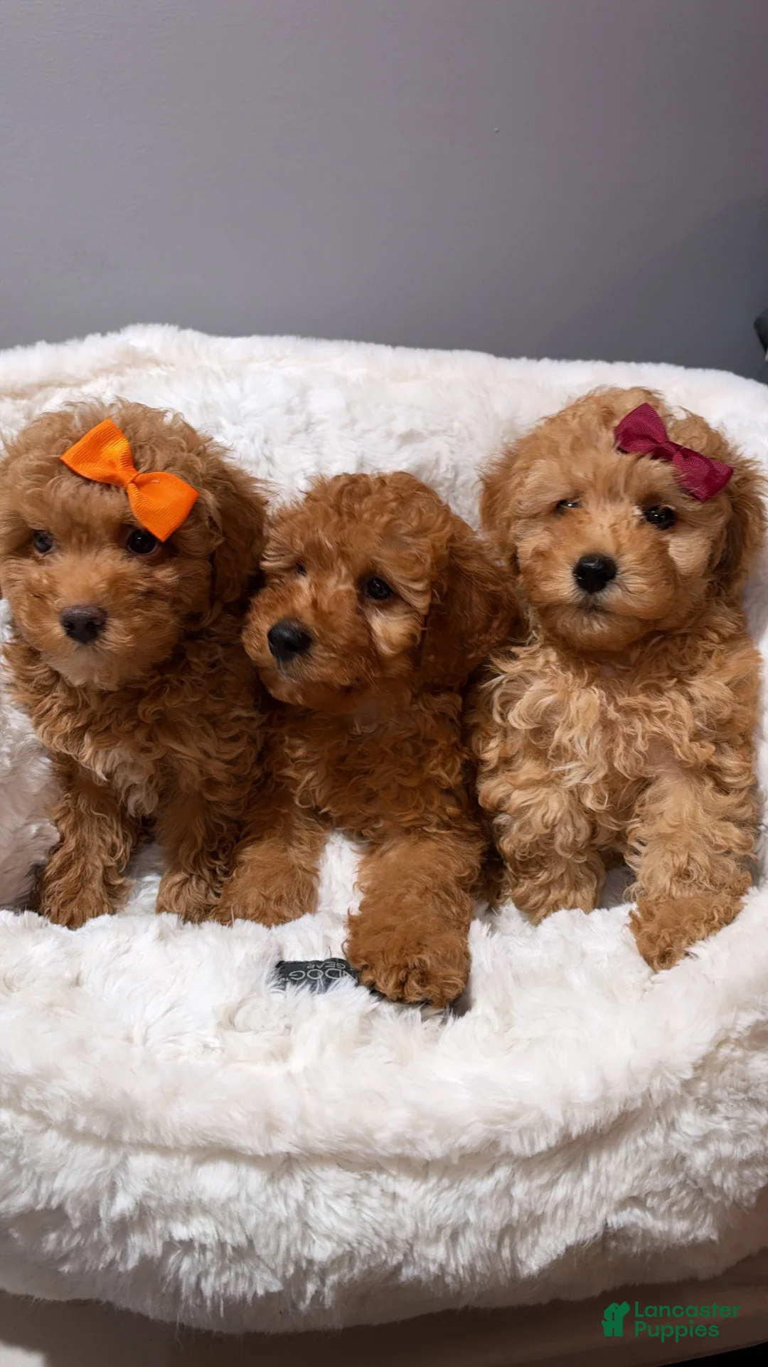 Toy Poodle dogs for sale: Louie  - Ad 4