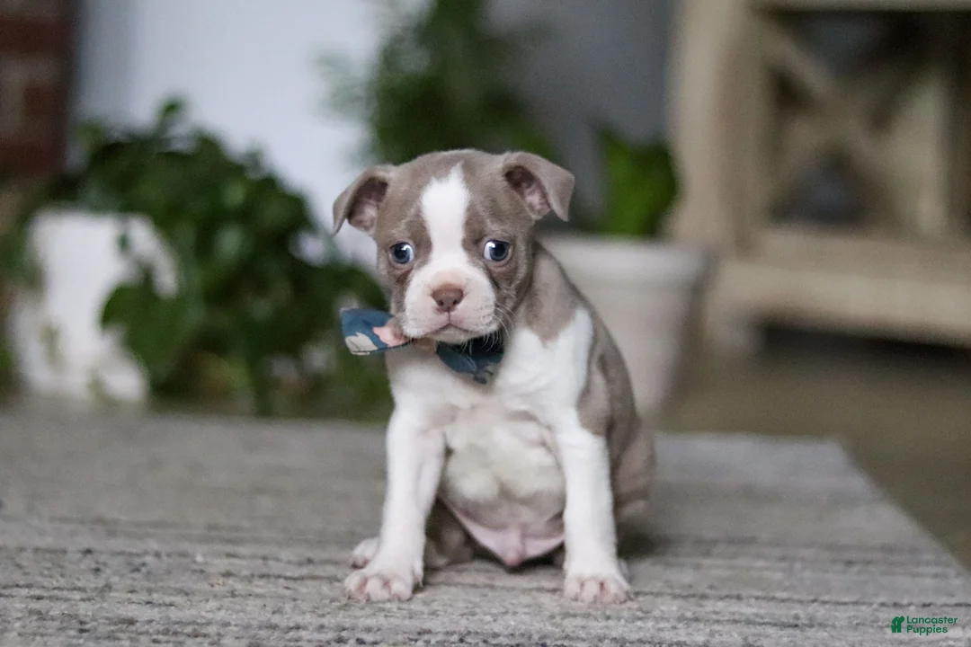 Boston Terrier dogs for sale: Riley - Ad 1