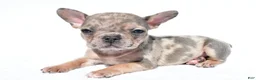 French Bulldog dogs for sale: Charlie - Ad 3