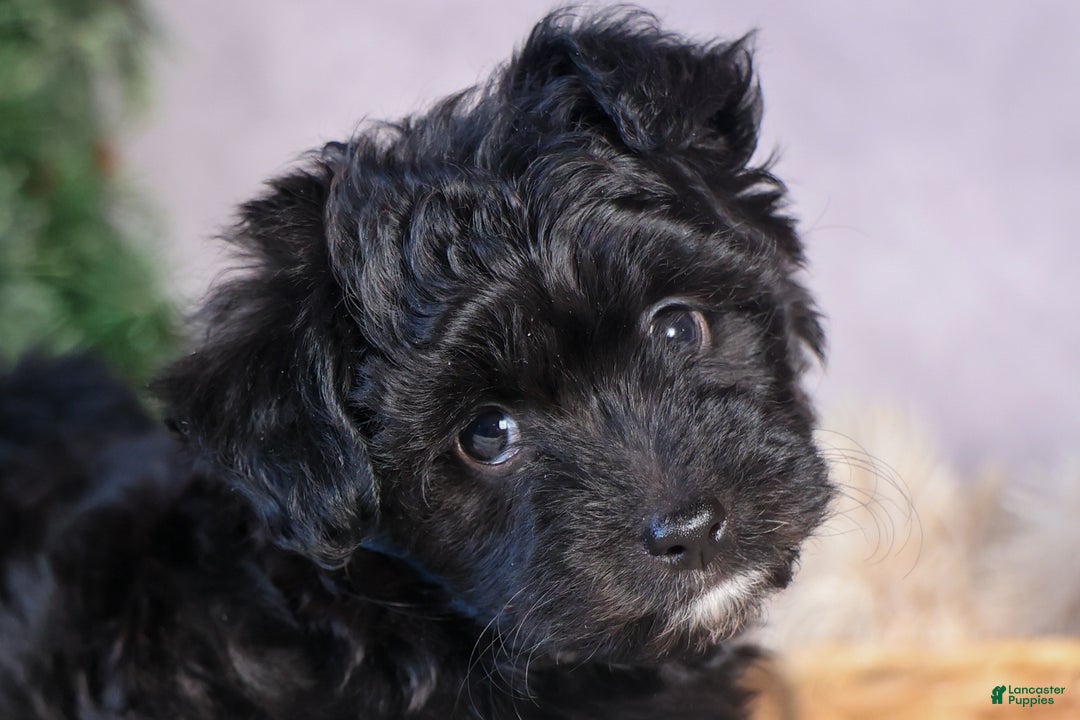 Mini Aussiedoodle dogs for sale: Kit Kat - Ad 20