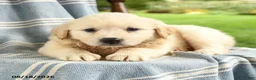 Mixed Breed dogs for sale: Camille - Ad 2