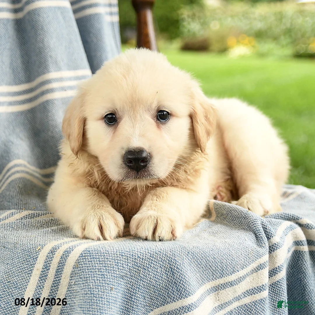 Mixed Breed dogs for sale: Camille - Ad 2