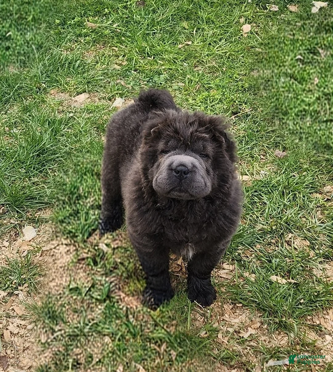 Shar Pei dogs for sale: Blue bear mini - Ad 1
