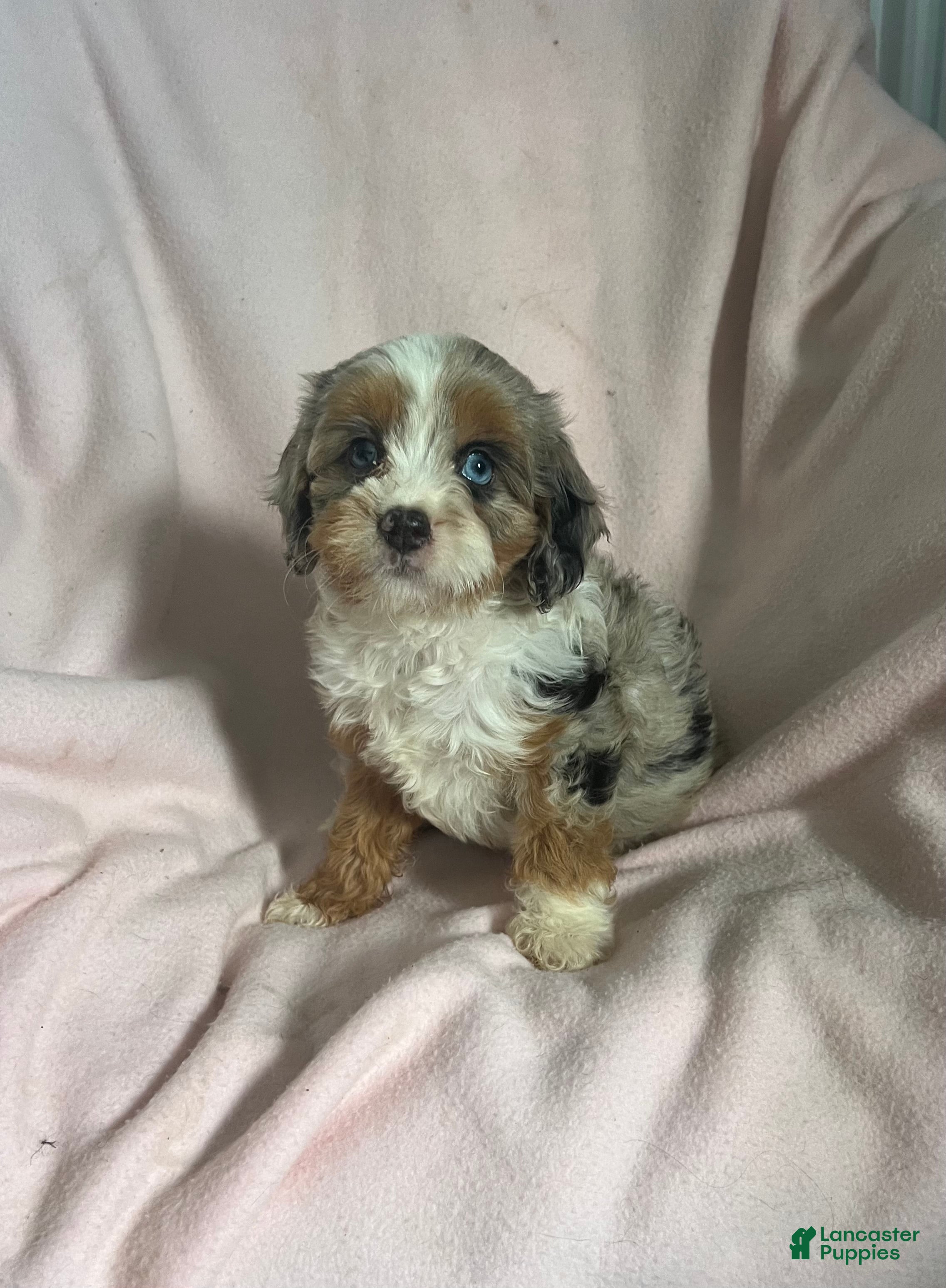 Cavapoo dogs Debbie May-Girl-Cavapoo  - Ad 1