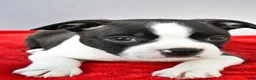 Boston Terrier dogs for sale: Kobe - Ad 6