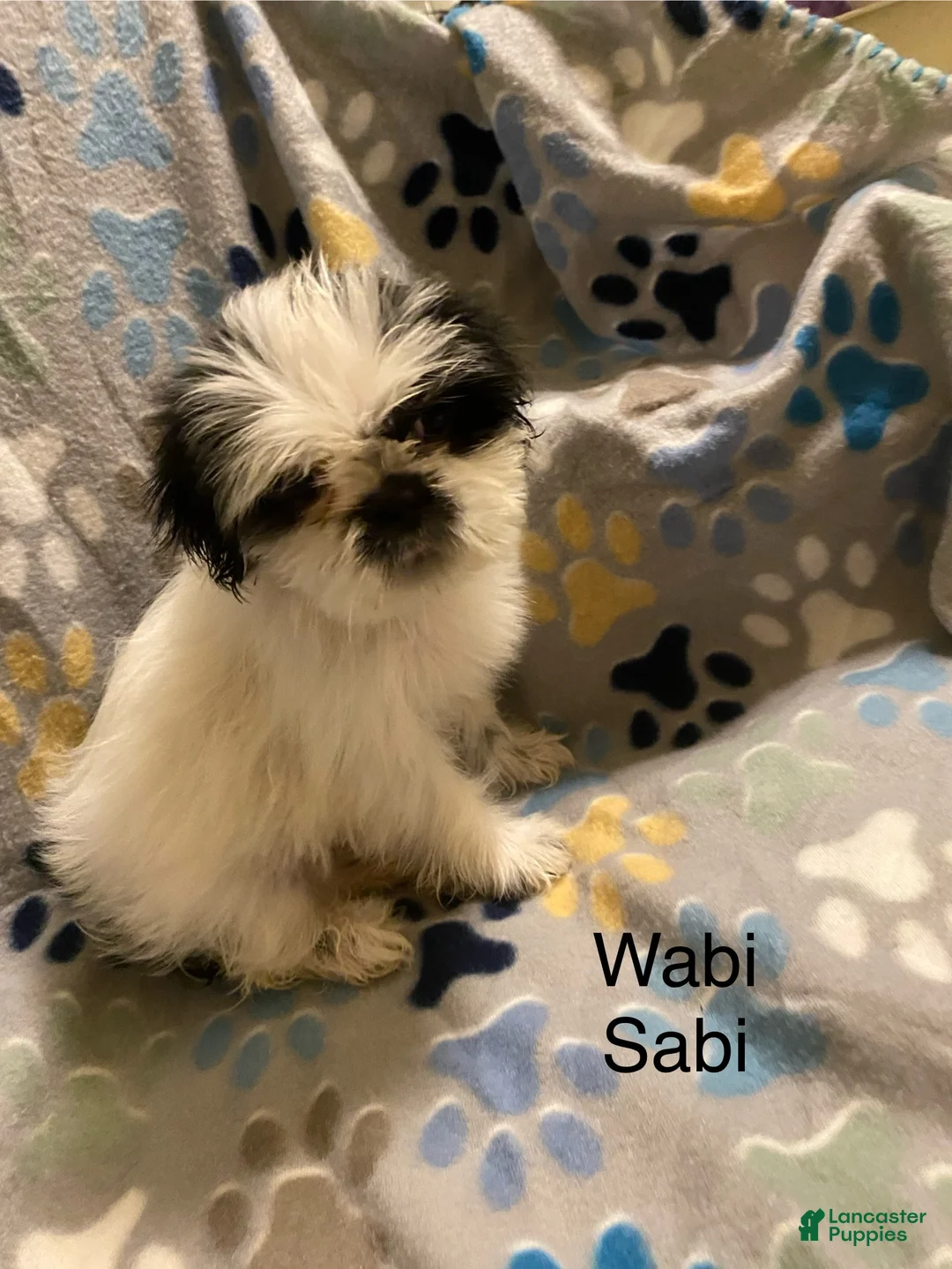Shihpoo dogs for sale:  Wabi-Sabi - Ad 1