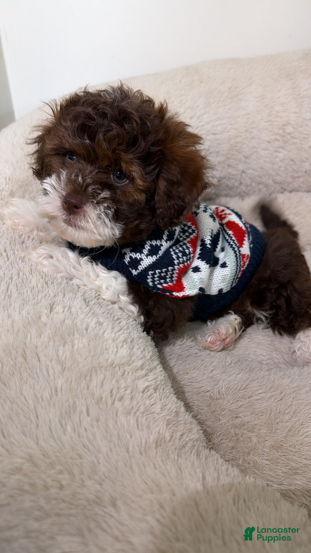 Shihpoo dogs for sale: Marley  - Ad 3