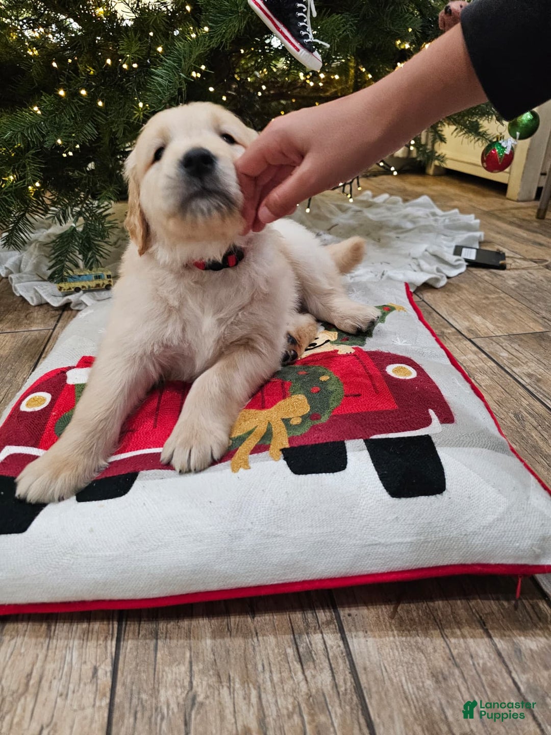 Golden Retriever dogs for sale: Golden Retriever Puppy 5 - Ad 11