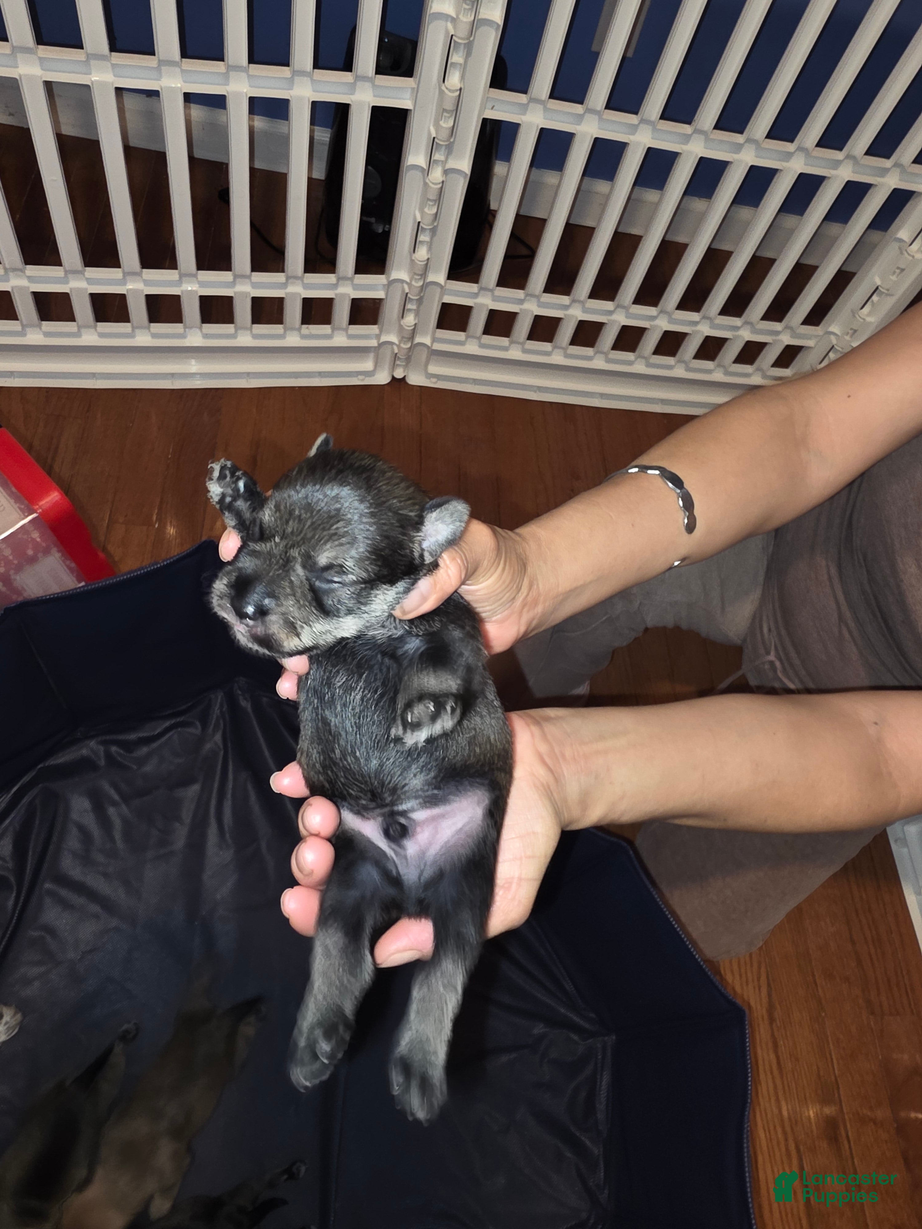 Miniature Schnauzer dogs Miniature Schnauzer Puppy 2 - Ad 2