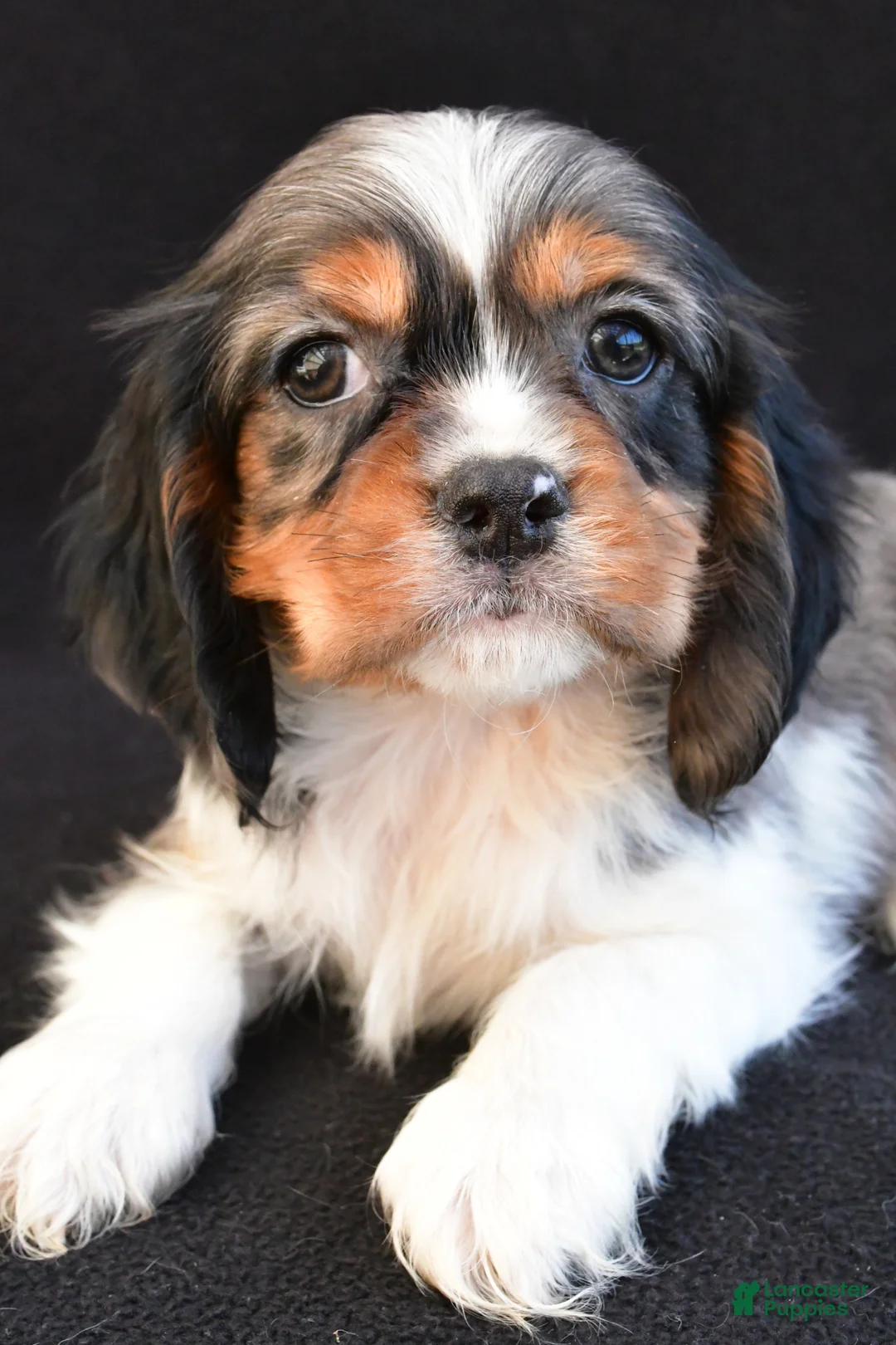 Mixed Breed dogs for sale: Alex - Ad 2