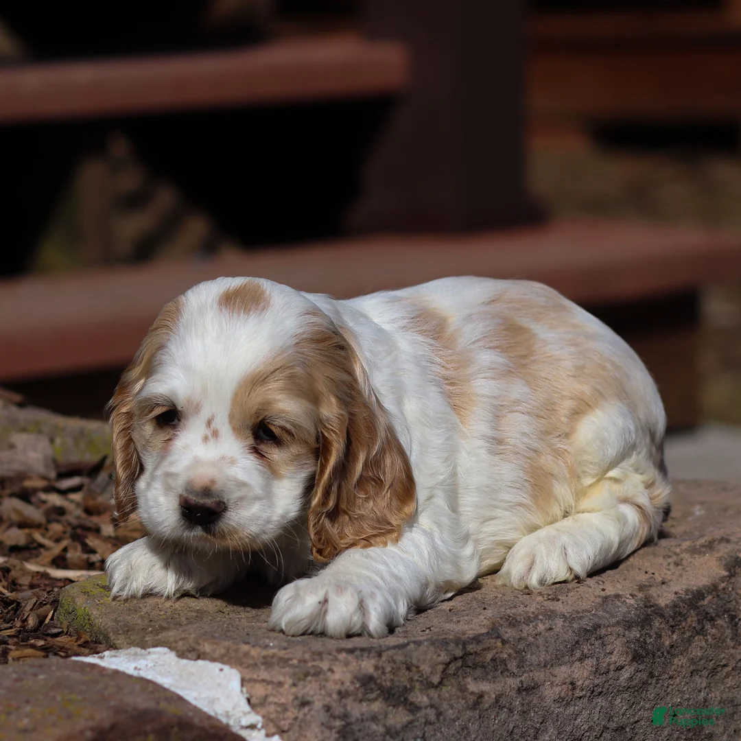 Cocker Spaniel dogs for sale: Clover Cocker Spaniel Puppy  - Ad 3