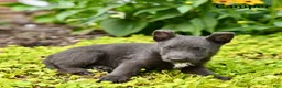 German Shepherd dogs for sale: Camper - Ad 4