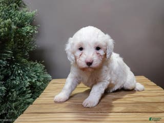 Mini Bernedoodle dogs Flake - Ad 34
