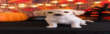 Chipoo 2