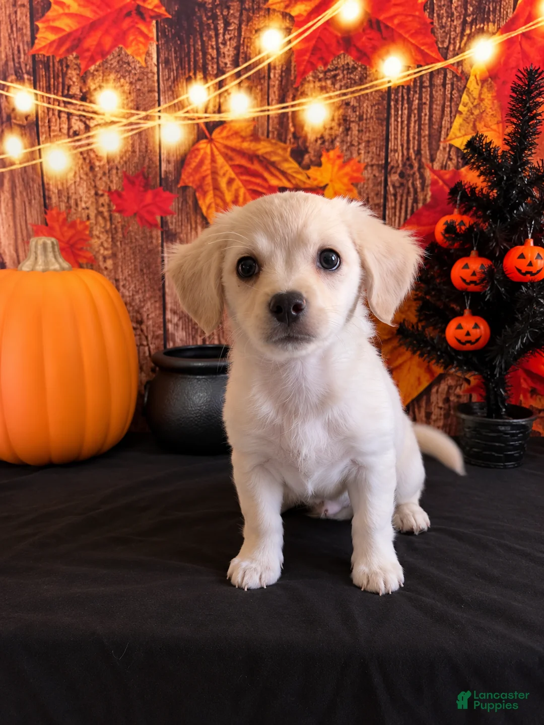 Chipoo dogs for sale: Chipoo 2 - Ad 1