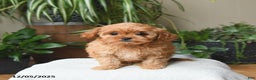 Cavapoo dogs for sale: London - Ad 3