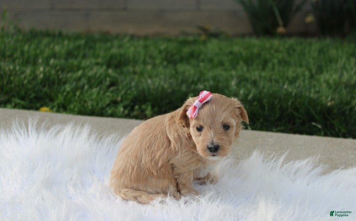 Maltipoo dogs Blair  - Ad 2