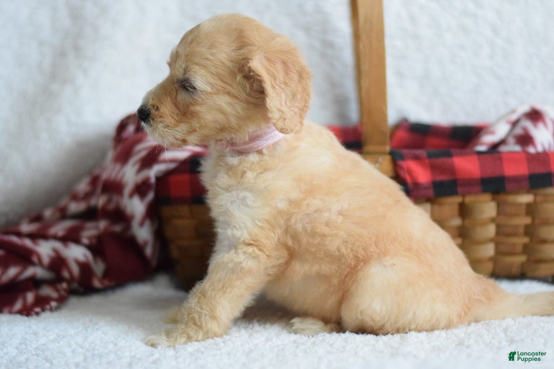 Goldendoodle dogs for sale: Goldendoodle Puppy 3 - Ad 2