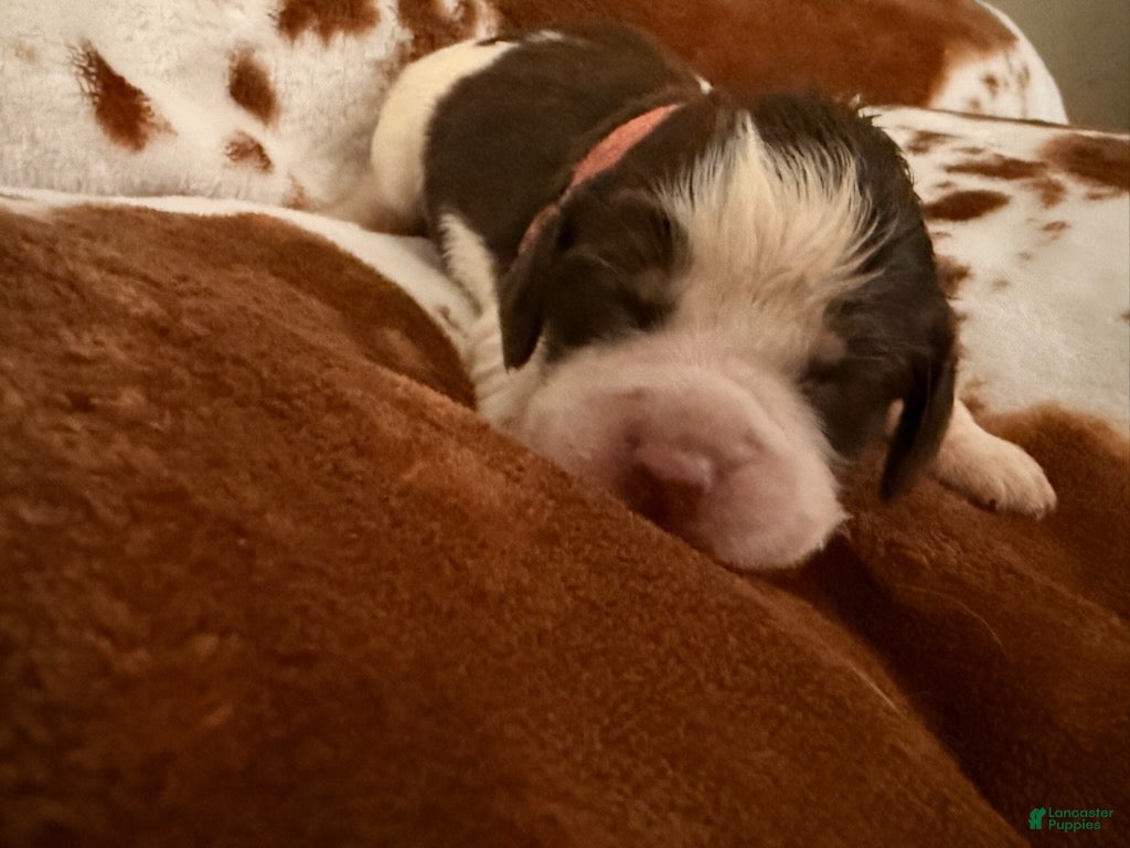 English Springer Spaniel dogs Pink girl liver Tri roan-Female - Ad 2