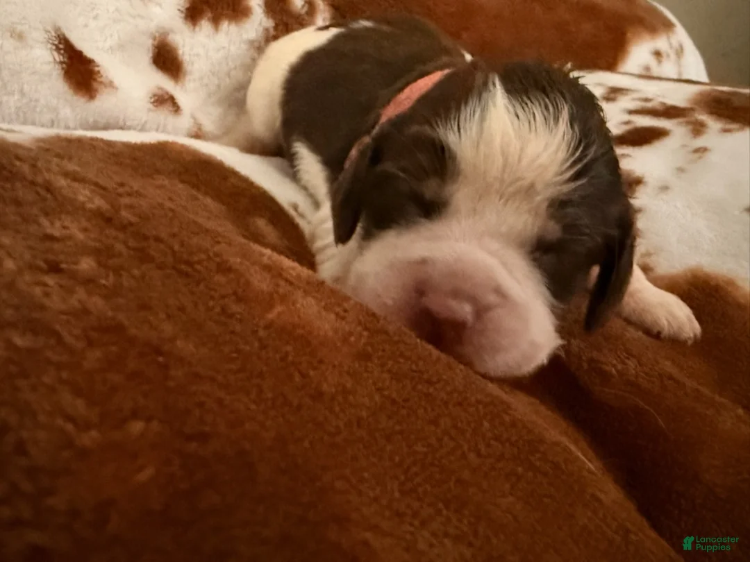 English Springer Spaniel dogs for sale: Pink girl liver Tri roan-Female - Ad 2